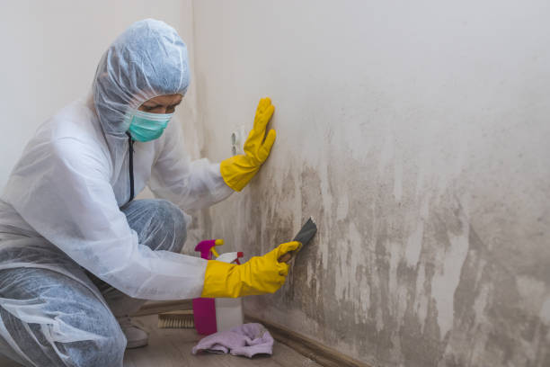 Best Mold Removal for HVAC Installations  in Lake Elsinore, CA