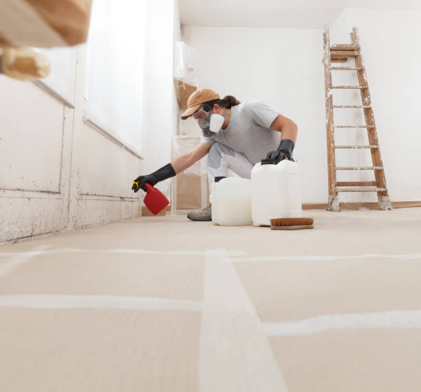 Professional Mold Removal in Lake Elsinore, CA