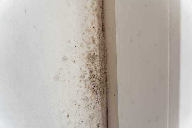 Best Mold Documentation for Insurance Claims  in Lake Elsinore, CA